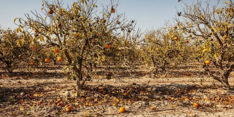 Uma praga destruiu 90% da safra de laranjas na Flórida, levando a indústria bilionária ao menor nível de produção em quase um século