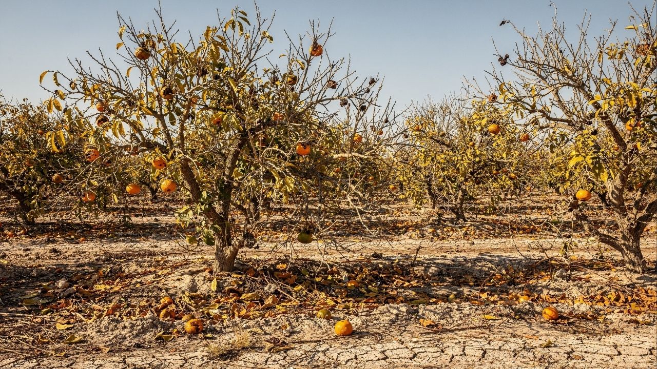 Uma praga destruiu 90% da safra de laranjas na Flórida, levando a indústria bilionária ao menor nível de produção em quase um século