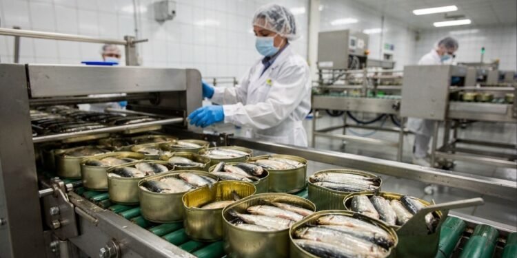 Cozidas a 120 graus dentro da própria lata e seladas em óleo ou molho, as sardinhas ganham validade de anos através de um processo industrial