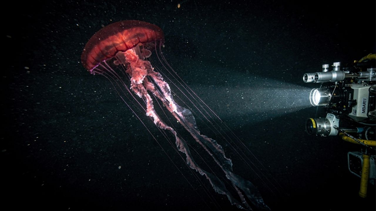 Criatura "fantasma" colossal surge na zona de escuridão total e quebra hiato de aparições