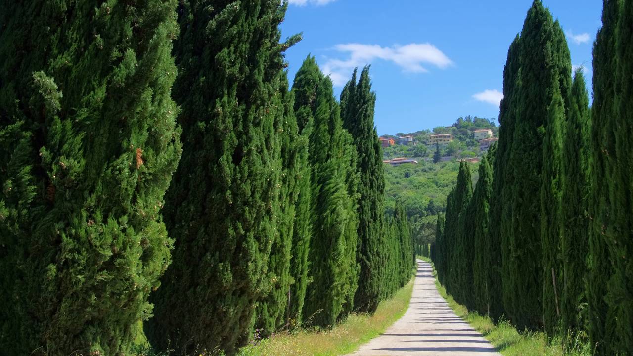 Estrada na Itália ganha fama por seus 2.400 ciprestes, pois o trajeto de 5 km de 1831 virou o maior cartão-postal da paisagem toscana em Bolgheri