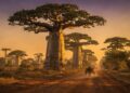 Avenida dos Baobás em Madagascar ganha fama por suas árvores de 800 anos, pois o corredor de 30 metros de altura virou o maior símbolo da ilha