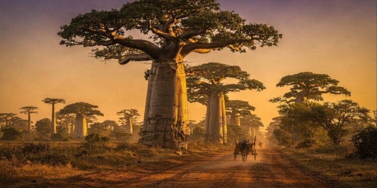 Avenida dos Baobás em Madagascar ganha fama por suas árvores de 800 anos, pois o corredor de 30 metros de altura virou o maior símbolo da ilha