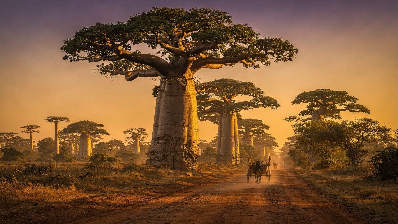 Avenida dos Baobás em Madagascar ganha fama por suas árvores de 800 anos, pois o corredor de 30 metros de altura virou o maior símbolo da ilha