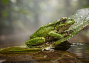 Elas “bebem” e respiram sem usar a boca: cientistas explicam superpoder biológico da pele das rãs