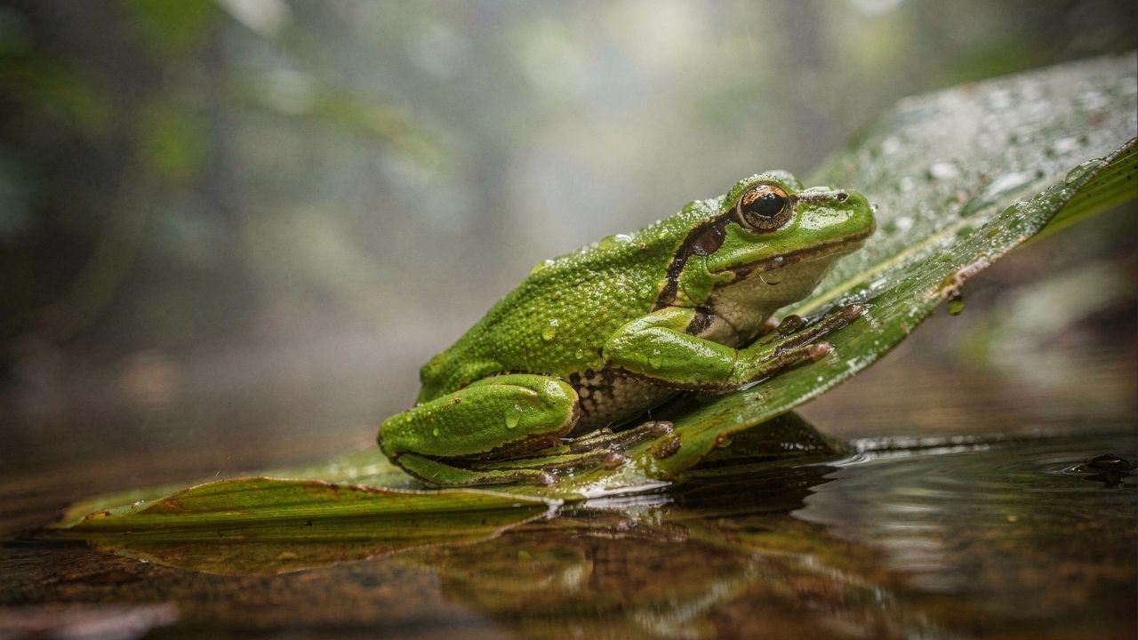 Elas “bebem” e respiram sem usar a boca: cientistas explicam superpoder biológico da pele das rãs