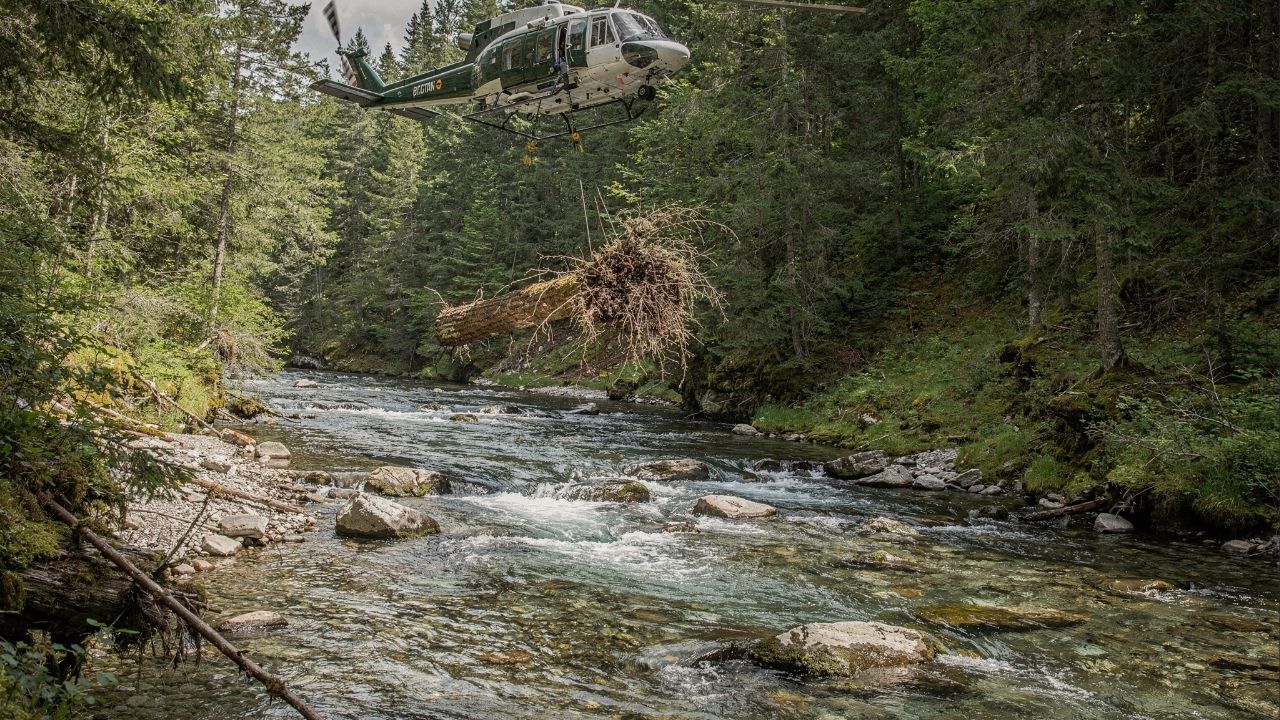 Helicópteros lançam 6.000 troncos para salvar o salmão e resfriar as águas dos rios após erros históricos de manejo ambiental