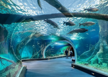 O maior aquário de água doce do mundo fica em Campo Grande e a entrada é gratuita (imagem ilustrativa)