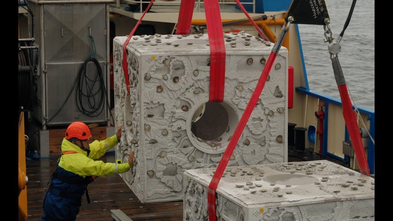 Restauração de ecossistemas marinhos com ostras