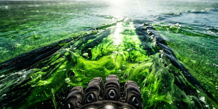 Lago congela misteriosamente com cor verde fluorescente e biólogos revelam o culpado bizarro