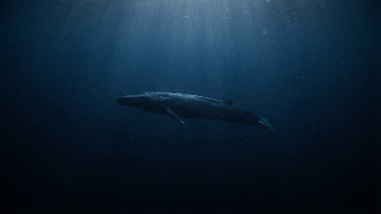 Ela emite um canto em uma frequência que nenhuma outra baleia consegue ouvir, sendo o animal mais solitário e misterioso de todo o planeta