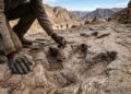 O maior parque de pegadas de dinossauros do mundo é revelado com mais de 16 mil marcas cravadas na pedra