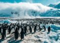 Estudo revela que o guano de pinguim auxilia no resfriamento do planeta ao formar nuvens gigantescas na Antártida