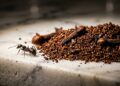 O repelente caseiro com aroma delicioso que afasta as formigas da bancada para sempre sem utilizar químicos tóxicos