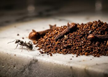 O repelente caseiro com aroma delicioso que afasta as formigas da bancada para sempre sem utilizar químicos tóxicos