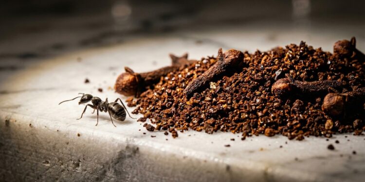 O repelente caseiro com aroma delicioso que afasta as formigas da bancada para sempre sem utilizar químicos tóxicos