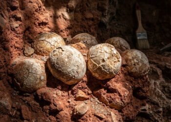 Cientistas encontram dezenas de ovos de dinossauro intactos de 72 milhões de anos e arqueólogos entram em choque