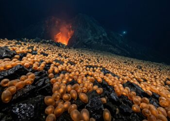 Cerca de 1.000.000 de ovos gigantes são encontrados vivos a chocar num vulcão submarino ativo