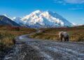Rodovia no Alasca ganha fama por seu isolamento, pois seus 148 km de cascalho cruzam o coração selvagem do Denali entre ursos e montanhas nevadas