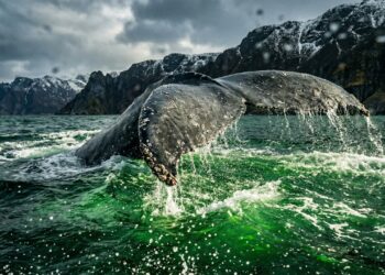 O segredo nojento do oceano: urina e fezes de baleias fazem o mar explodir em 10% de vida no verão