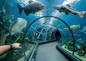 Com 32 tanques e 5,4 milhões de litros de água, o Bioparque Pantanal, de 2022, tornou-se o maior aquário de água doce do mundo em Campo Grande