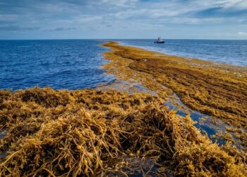 Uma faixa marrom do tamanho de um continente se forma no meio do Oceano Atlântico e alerta os cientistas