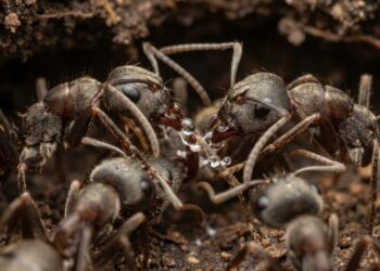Formigas "Zumbis" estão usando antibióticos naturais para salvar a própria colônia de fungos assassinos