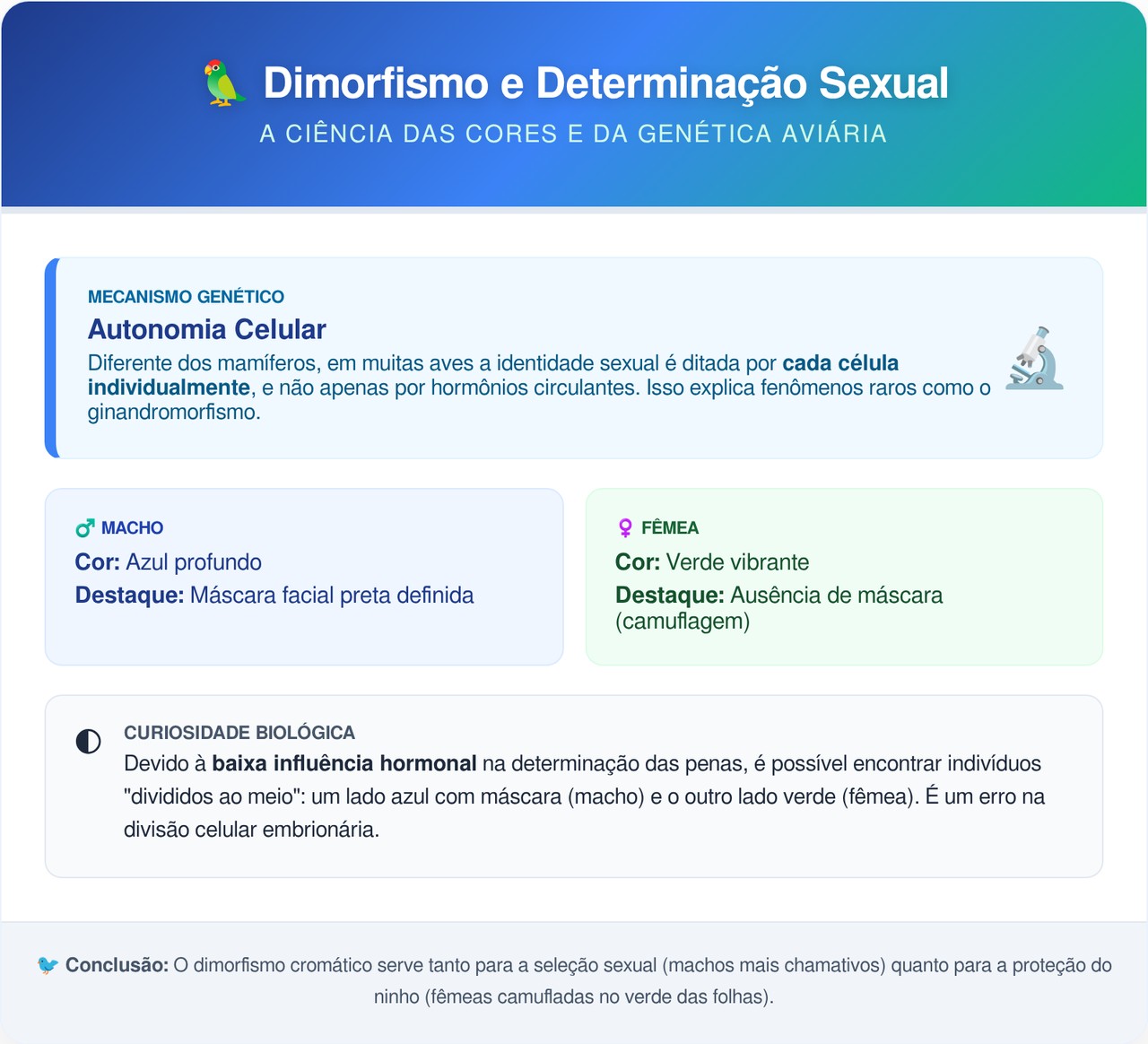 Cientistas registraram pela primeira vez em um século um pássaro dividido ao meio entre dois sexos