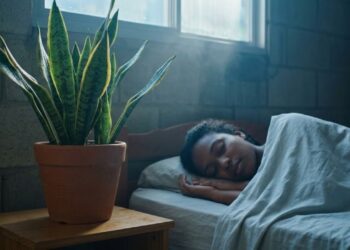 Escolher as plantas certas para o quarto consegue filtrar até 80% das toxinas do ar e garante noites de sono mais profundas, com um investimento de apenas 50 reais por vaso em 2026