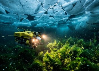 Robôs encontraram uma floresta viva escondida sob o gelo da Antártida e o mundo ficou de queixo caído