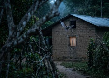 Morcegos vampiros estão mudando de dieta e começaram a caçar seres humanos em vilarejos isolados