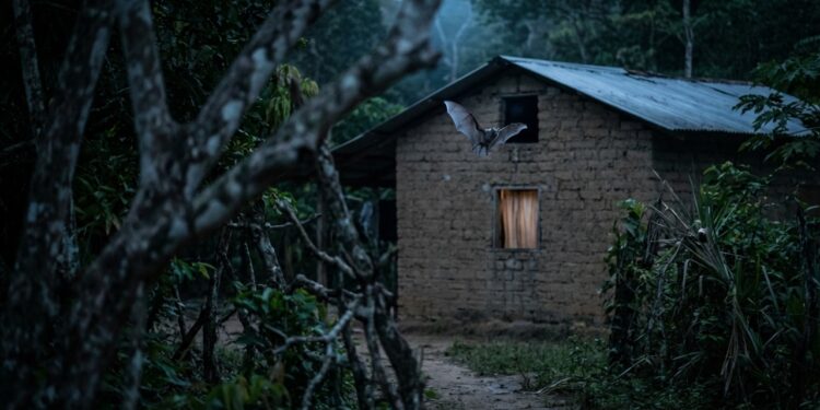 Morcegos vampiros estão mudando de dieta e começaram a caçar seres humanos em vilarejos isolados