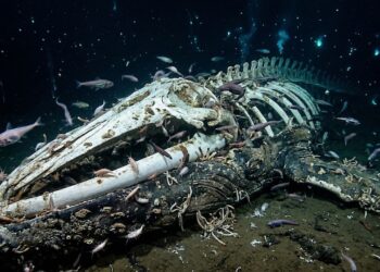 A carcaça gigante que afunda na escuridão e vira um oásis capaz de sustentar uma metrópole de criaturas cegas durante um século