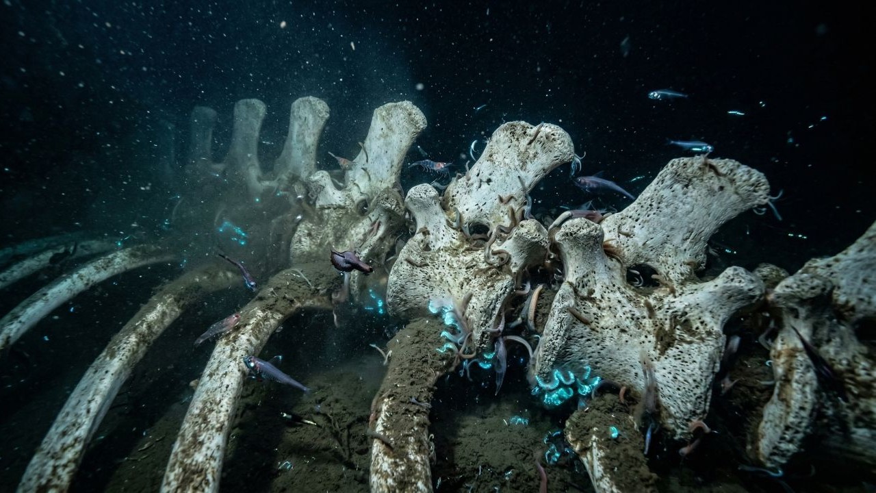 A carcaça gigante que afunda na escuridão e vira um oásis capaz de sustentar uma metrópole de criaturas cegas durante um século