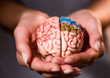 O cérebro humano é capaz de gerar eletricidade suficiente para acender uma lâmpada e mantém seu corpo funcionando