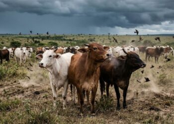 A ciência estuda como animais detectam tremores e erupções e ajudam a prevenir desastres naturais