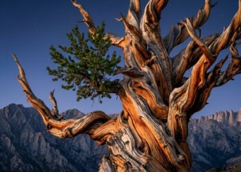 O pinheiro Matusalém sobreviveu a quase cinco milênios de frio extremo e possui a sua localização escondida pelo governo americano para evitar a destruição humana