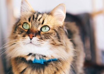 Por que o gato sempre cai em pé e como seu corpo gira no ar para pousar seguro