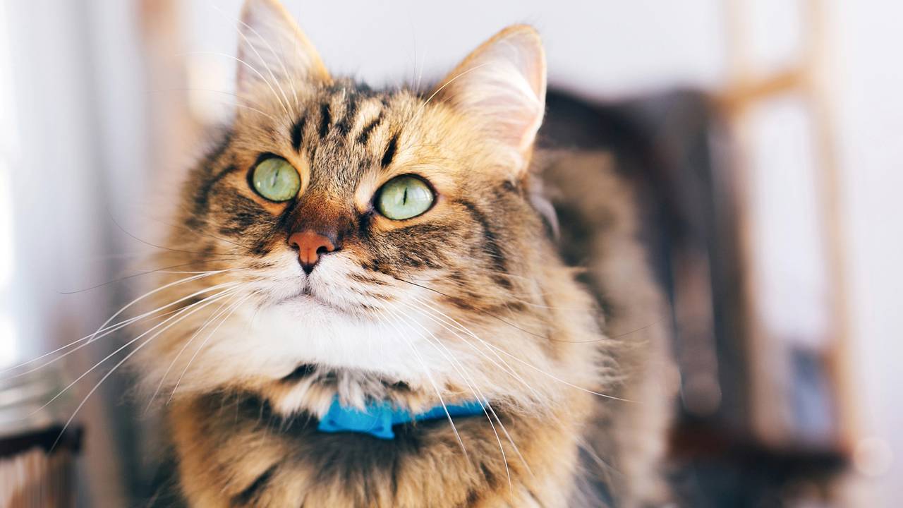 Por que o gato sempre cai em pé e como seu corpo gira no ar para pousar seguro