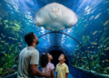 Família observa arraia gigante no túnel subaquático do aquário.