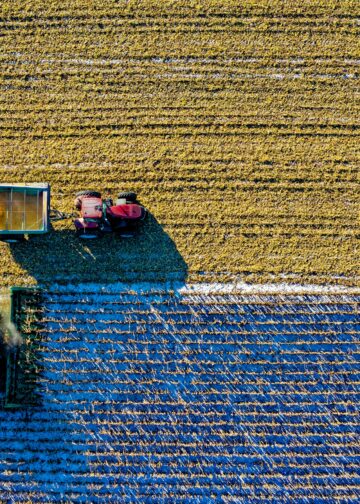 Foto: pexels - Reprodução