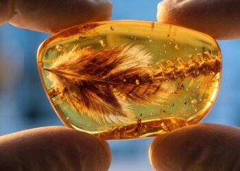 Esse fóssil incrivelmente preservado em âmbar revela detalhes tridimensionais de ossos e penas, mudando tudo o que sabemos sobre a evolução animal e chocando a comunidade científica global