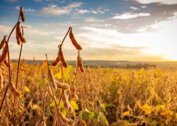 Créditos: depositphotos.com / paulobaqueta
