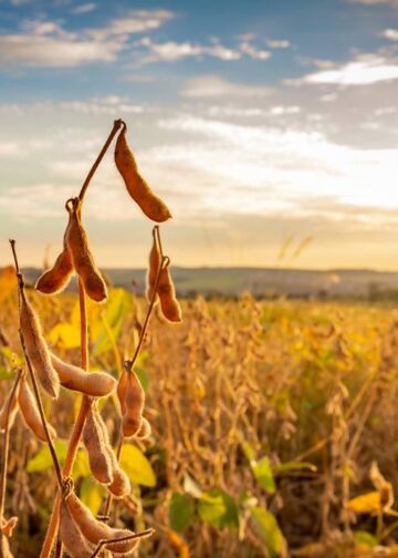 Créditos: depositphotos.com / paulobaqueta