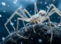 As aranhas-do-mar gigantes provam a eficácia da hipótese oxigênio-temperatura
