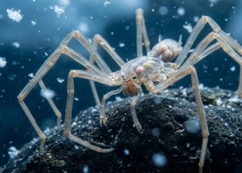 As aranhas-do-mar gigantes provam a eficácia da hipótese oxigênio-temperatura