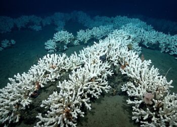 O recife de corais gigante do tamanho de um país descoberto recentemente na escuridão total onde os cientistas achavam não existir vida