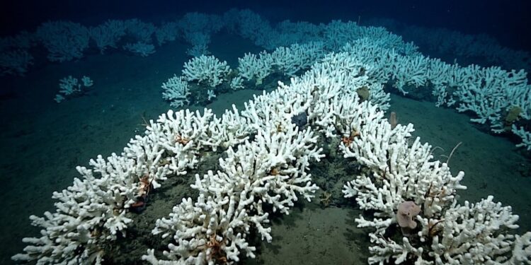 O recife de corais gigante do tamanho de um país descoberto recentemente na escuridão total onde os cientistas achavam não existir vida