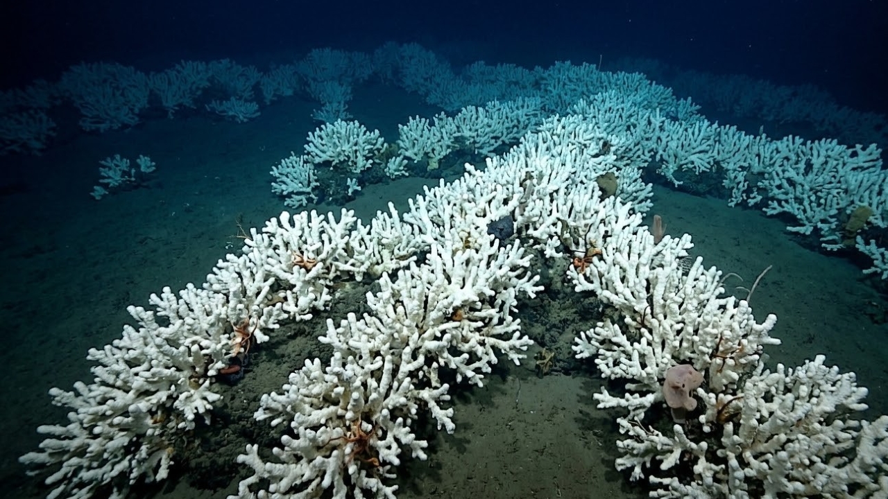 O recife de corais gigante do tamanho de um país descoberto recentemente na escuridão total onde os cientistas achavam não existir vida