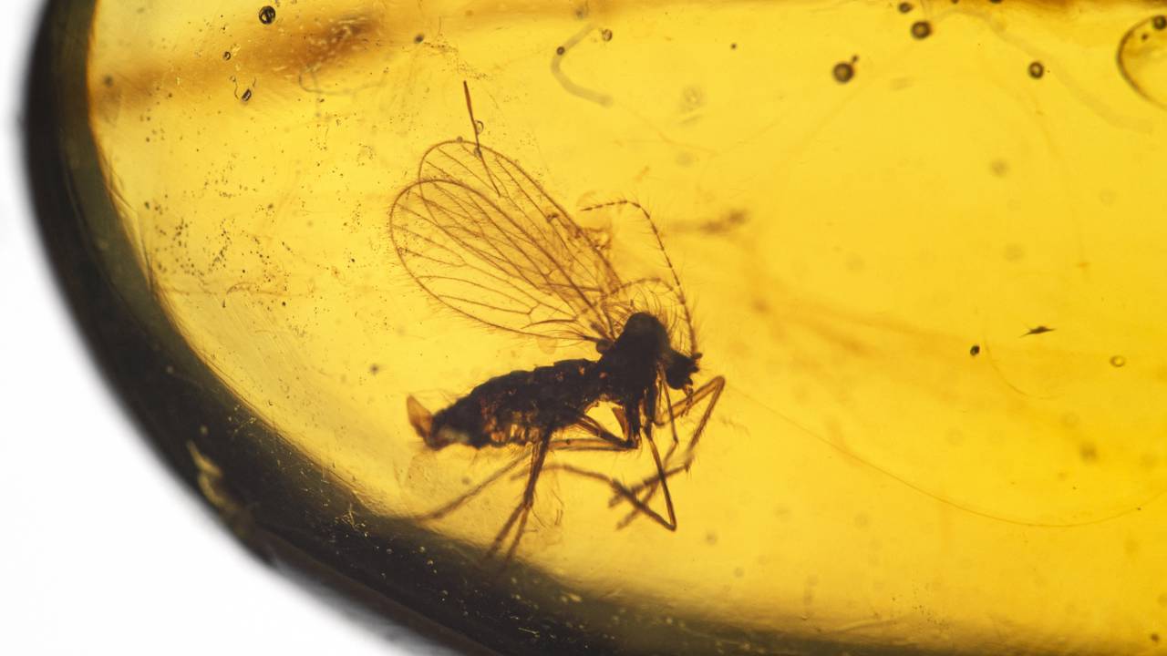 Esqueça os fósseis de pedra, pois estes insetos perfeitamente preservados guardam o ecossistema de 100 milhões de anos atrás